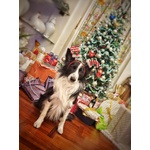 Border Collie Maschio per Accoppiamento, no Pedigree - Foto n. 8