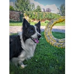 Border Collie Maschio per Accoppiamento, no Pedigree - Foto n. 9