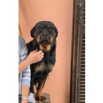 🐶 Rottweiler femmina in adozione a Bergamo (BG) da privato