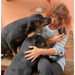Nikita, Rottweiler Dolcissima Cerca Casa! - Foto n. 2