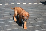 Splendidi cuccioli di boxer con pedigree