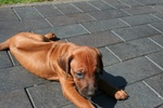 Splendidi Cuccioli di Boxer con Pedigree - Foto n. 3