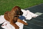 Splendidi Cuccioli di Boxer con Pedigree - Foto n. 4