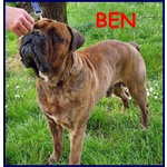 Ben Splendido Bullmastiff 5 anni Favoloso con le Persone