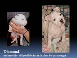 American Staffordshire Terrier Cuccioli Pedigree Enci