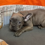 Cucciolo di Bouledogue Francese blu Maschio - Foto n. 1