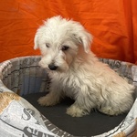 Cucciolo di west Highland White Terrier Maschio - Foto n. 2