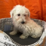 Cucciolo di west Highland White Terrier Maschio - Foto n. 3