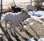 American Staffordshire Terrier Cuccioli Pedigree Enci - Foto n. 5