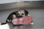 Cuccioli di Border Terrier con Pedigree Enci