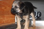 Cuccioli di Border Terrier con Pedigree Enci - Foto n. 4