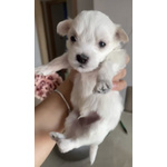 Cuccioli di Maltese