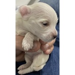 Cuccioli di Maltese - Foto n. 2