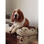 🐶 Bassethound maschio di 3 anni e 9 mesi in accoppiamento a Bari (BA) e in tutta Italia da privato