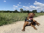 🐶 Staffordshire femmina di 3 anni e 6 mesi in adozione a Milano (MI) e in tutta Italia da privato