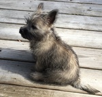 Cuccioli di Cairn Terrier Maschio e Femmina - Foto n. 1