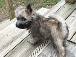 Cuccioli di Cairn Terrier Maschio e Femmina - Foto n. 3