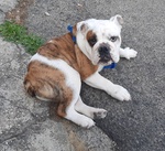 Cucciolo maschio di bulldog inglese