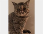 Cuccioli di Exotic Shorthair