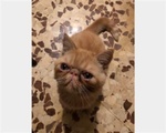 Cuccioli di Exotic Shorthair - Foto n. 3