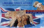 Lakeland Terrier, Bellissimi Cuccioli Disponibili