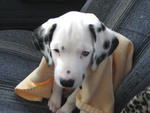 Cuccioli Dalmata con Prestigioso Pedigree - Foto n. 1