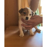 Cuccioli jack Russel