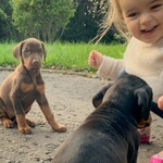 Cuccioli di Dobermann Pronti Subito - Foto n. 2