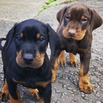 Cuccioli di Dobermann Pronti Subito