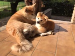 Ultima Cucciola Akita Inu - Foto n. 3