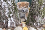 Ultima Cucciola Akita Inu