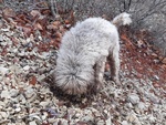 🐶 Lagotto Romagnolo maschio in accoppiamento a Rieti (RI) da privato