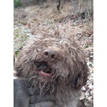 Monta Lagotto Romagnolo - Foto n. 2