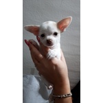 Cuccioli di Chihuahua - Foto n. 4