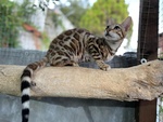 Gatti del Bengala - Foto n. 5