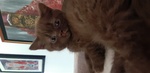 Cuccioli British Shorthaire con Pedigree - Foto n. 6