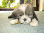 Cuccioli di Lhasa apso con Pedigree Enci - Foto n. 3