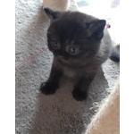 Cuccioli British Shorthaire Neri