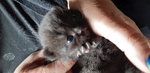 Cuccioli British Shorthaire Neri - Foto n. 3