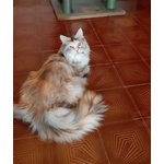 Maine coon Cuccioli