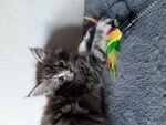 Maine coon Cuccioli - Foto n. 7