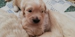 Cuccioli Golden Retriever Bellissimi Ottima Genealogia - Foto n. 1