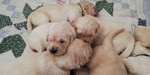 Cuccioli Golden Retriever Bellissimi Ottima Genealogia - Foto n. 2