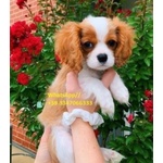 Cucciolate di Cavalier king Charles Spaniel