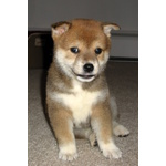 Splendidi Cuccioli di Shiba Inu