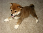 Splendidi Cuccioli di Shiba Inu - Foto n. 2