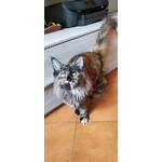 Vendo Cucciole Mainecoon