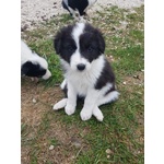 Bellissimi Cuccioli Border Collie - Foto n. 1