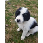 Bellissimi Cuccioli Border Collie - Foto n. 2