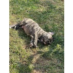 Bulldog Francese - Foto n. 2